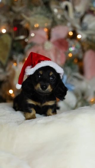 Mini Dashund