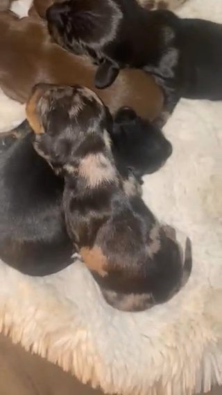 Miniature Dachshund