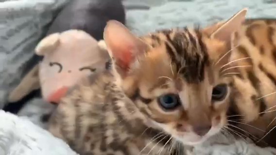 ??5th GENERATION PEDIGREE GLITTER BENGALS