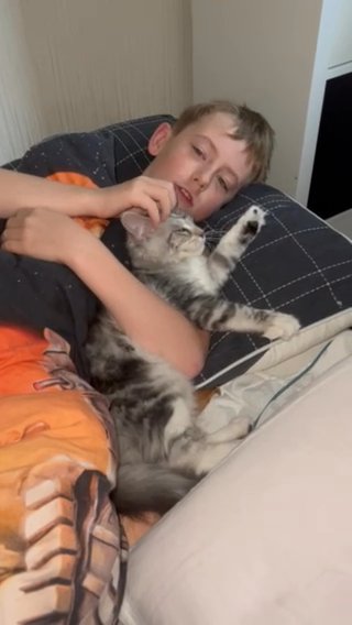 pure breed Maine Coon Girls