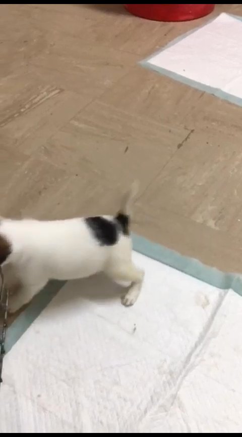 2 male jack Russells