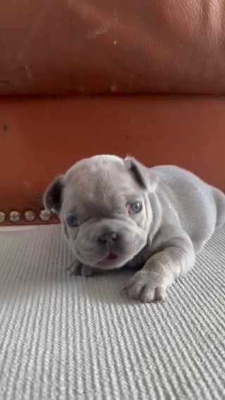 Blue & Tan Trindle Female