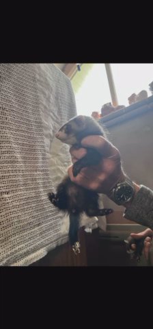 ferrets for sale