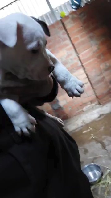 x2 male staff x pocket bully puppies