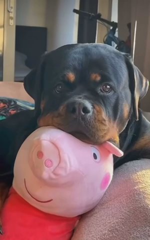 My Rottweiler