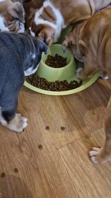 REDUCED 8 Purebred Olde English Bulldogge Puppies