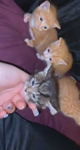 kittens for sale
