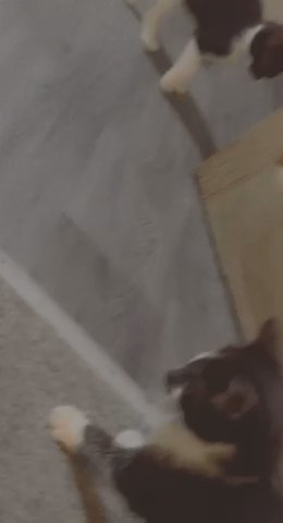 cute