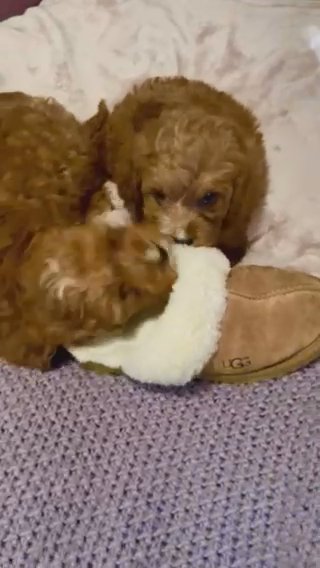 cavapoo cuties