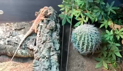 Bearded Dragon 6months Old