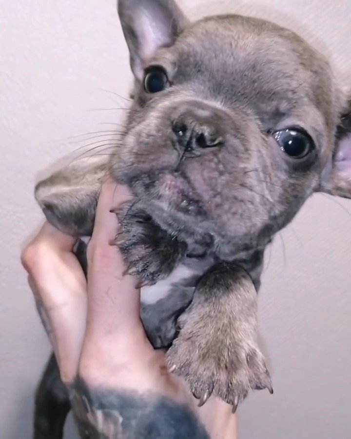 Micro/Teacup French bulldog