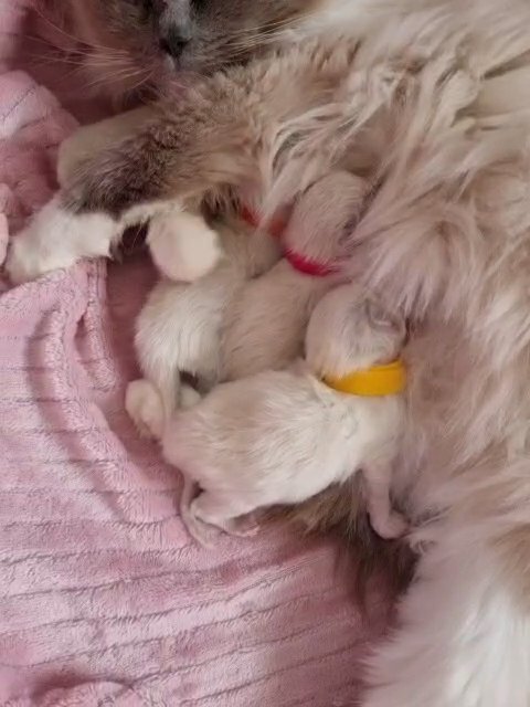 GCCF Registered Ragdoll kittens