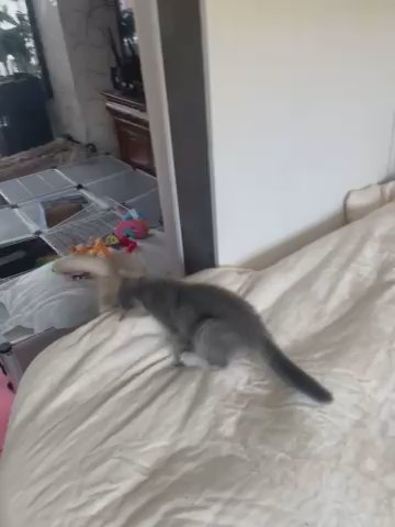 ready to go british shorthair kittens