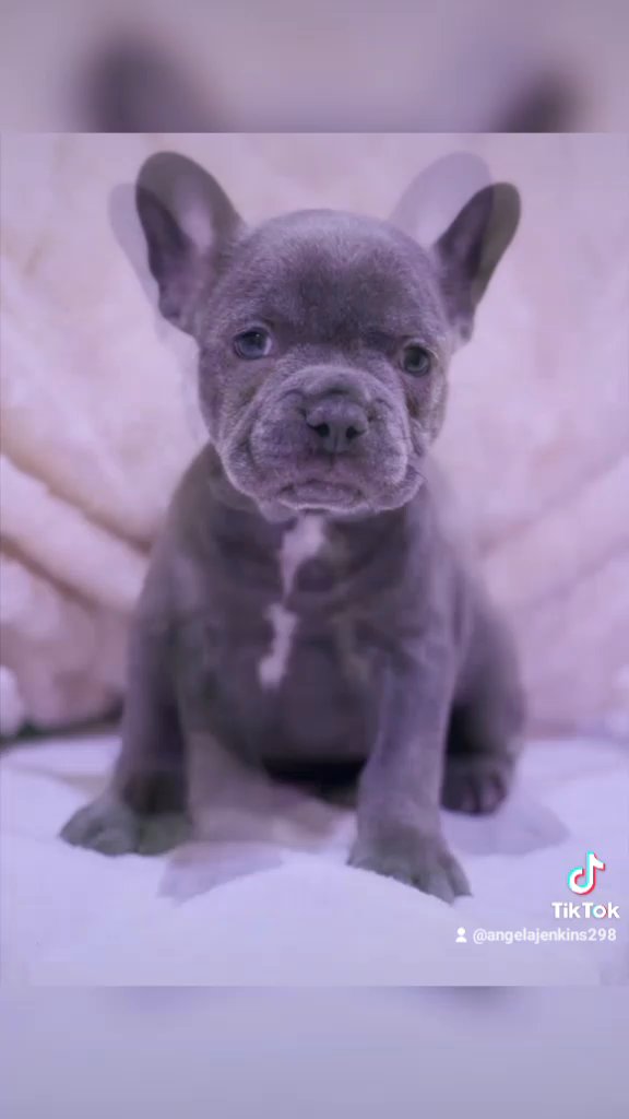 KC reg Fluffy & smooth coat frenchies