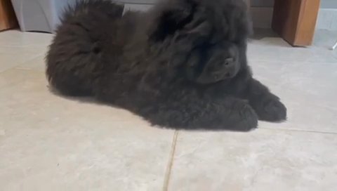 Chow Chow