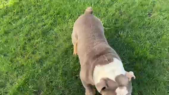 English Bulldog Lilac Tan Stud