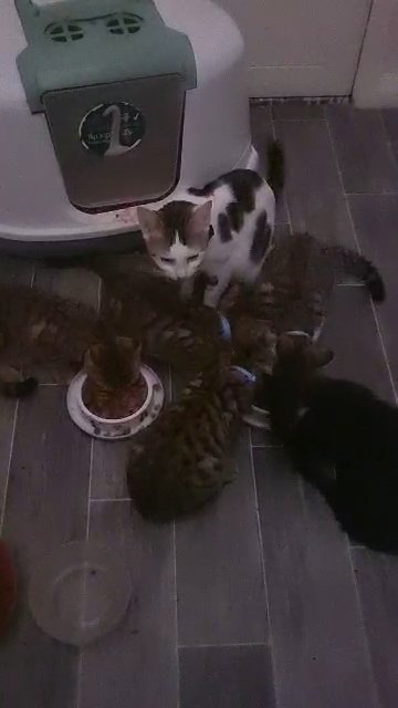 cat
