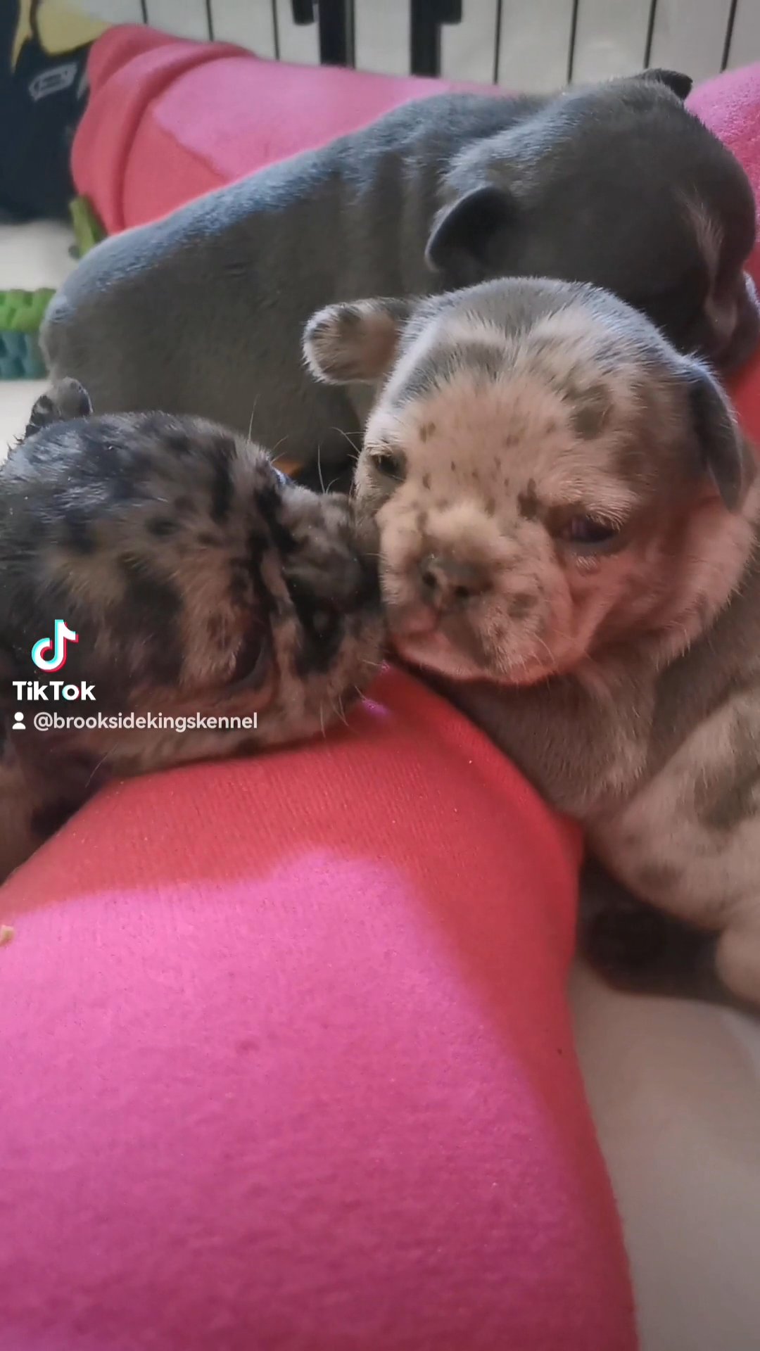 French Bulldog puppies