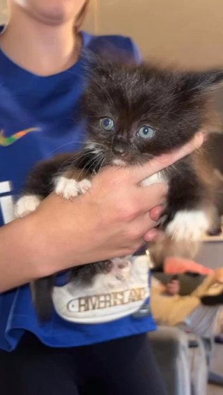 Kittens