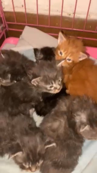 Stunning Full Mainecoons
