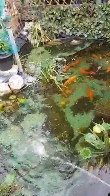 koi fish