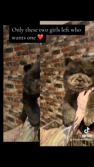 Last 2 Female Chow Chows Doncaster 1.5k
