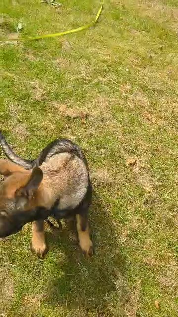 German shepherd