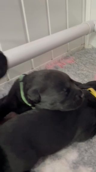 Top Quality KC Registered Black Labrador Retrievers