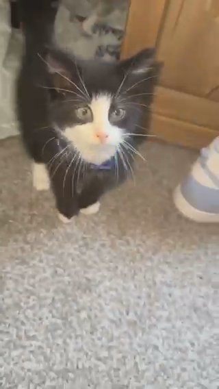 Boy Kitten