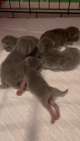 Last 2 Pedigree GCCF British Shorthair Blue Kittens