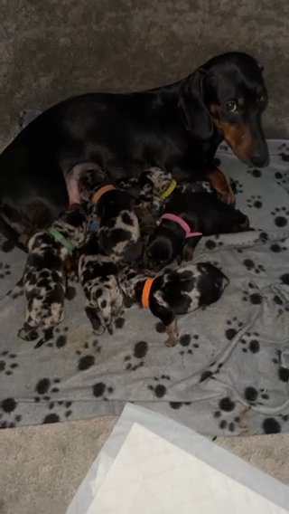 Mini Dachsund Pups