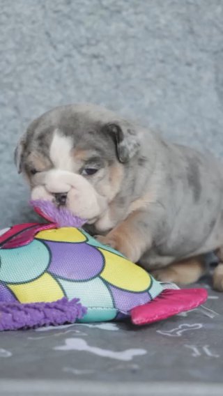 English Bulldogs