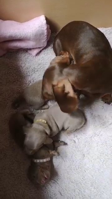 ***ALL SOLD*** STUNNING PRA CLEAR ISABELLA & TAN MINIATURE DACHSHUNDS