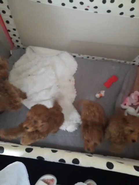 toy poodles fully health test clear kc reg