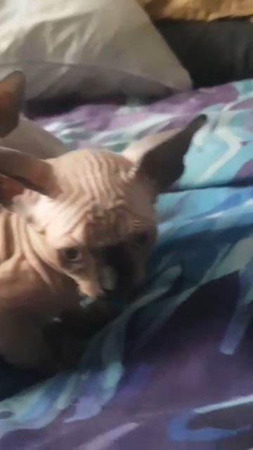 tica registered sphynx kittens