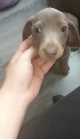 Miniature Isabella Dachshund