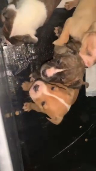 2 Staffordshire Bull Terrier Puppies