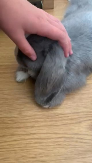 2 bunnies 18 weeks old URGENT