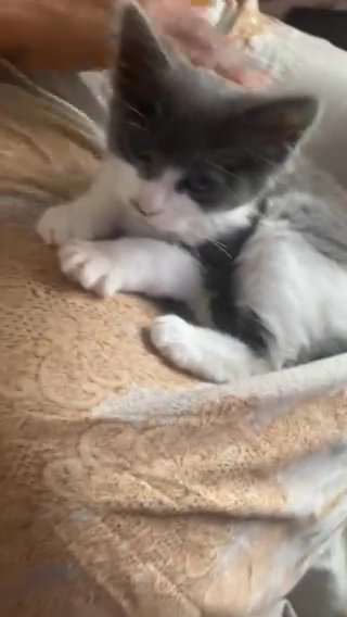 Normal Grey Cat