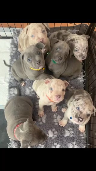 American Bully ALL SOLD