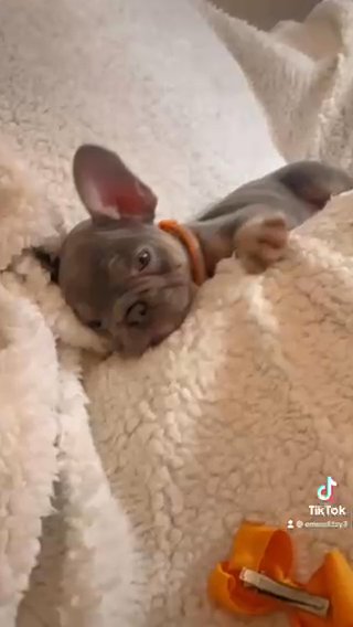 best of the best lilac tan frenchies