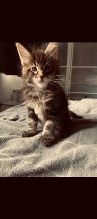 Black & Red Mainecoons Available