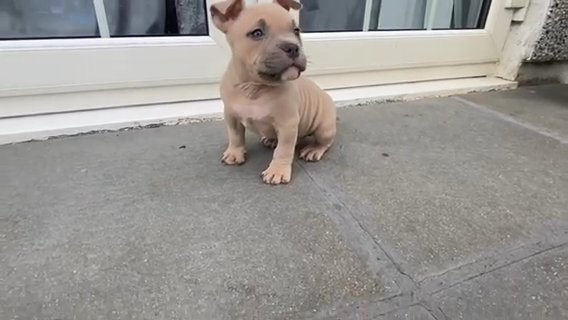American Bully Pups