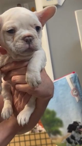 Lilac Platinum French Bulldog Male
