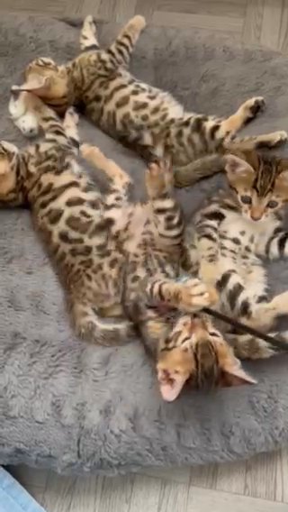 Pure Bengal Kittens