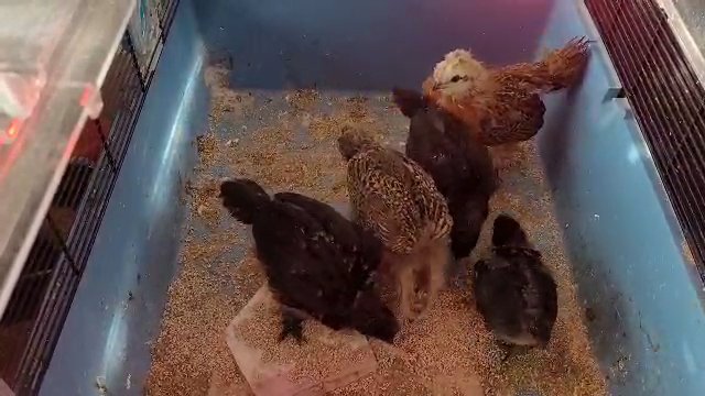 silkie and Easter egger cross chicks £10 each