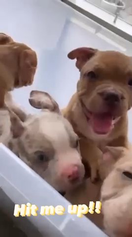 £700 MICRO POCKET BULLY’S READY TO LEAVE NOW !! ABKC IN HAND