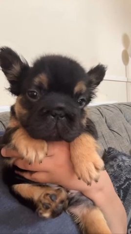stunning black and tan visual fluffy big rope girl available