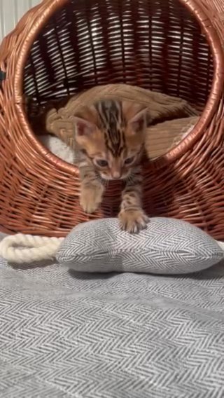 ?SOLD‼️PEDIGREE LUXURY GLITTER BENGAL??