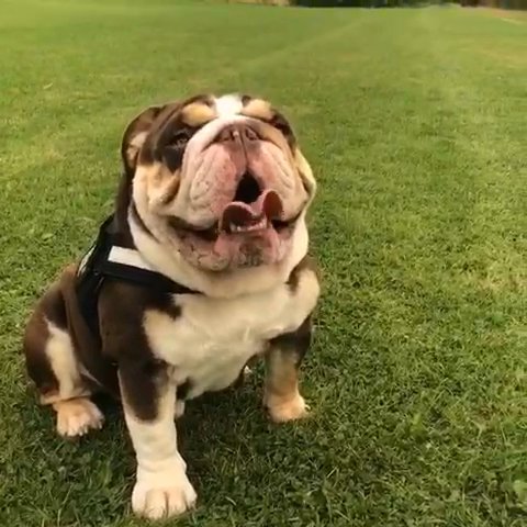 English Bulldog For STUD